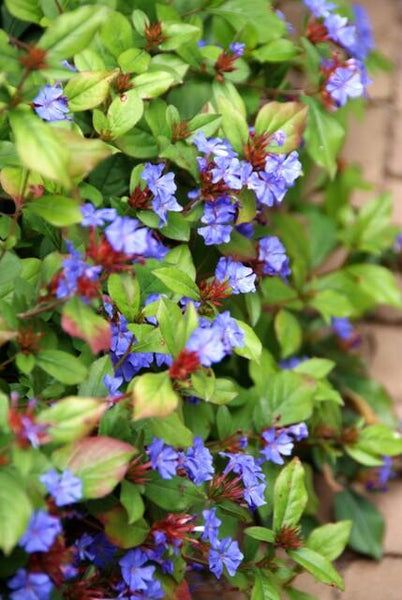Ceratostigma Plumbaginoides - 20cm