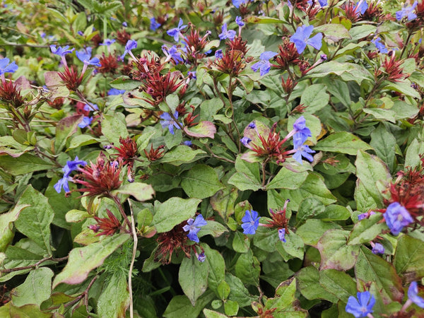 Ceratostigma Plumbaginoides - 20cm