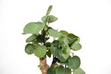 Product afbeelding 3