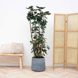 Product afbeelding 1