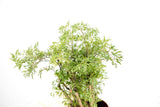 Product afbeelding 3