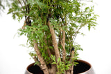 Product afbeelding 4