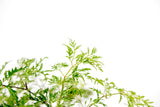 Product afbeelding 5
