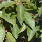 Product afbeelding 3