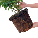 Product afbeelding 4