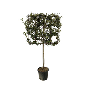 Quercus ilex on rack - 225cm