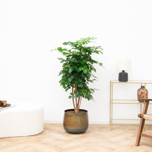Radermachera Hainanensis - 130cm kopen bij Green Bubble