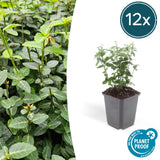 Product afbeelding 7
