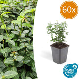 Product afbeelding 10