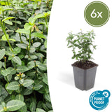 Product afbeelding 1