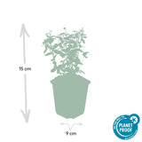 Product afbeelding 2
