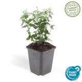 Product afbeelding 3