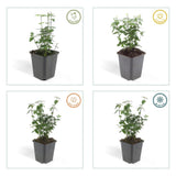 Product afbeelding 4