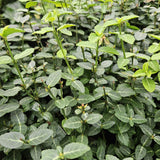 Product afbeelding 5
