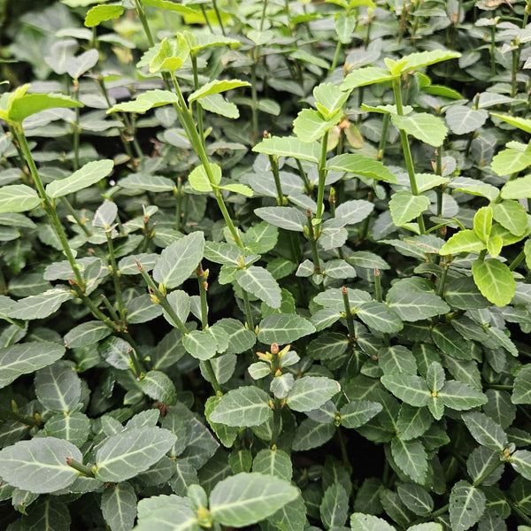 Euonymus fortunei radicans - 20cm