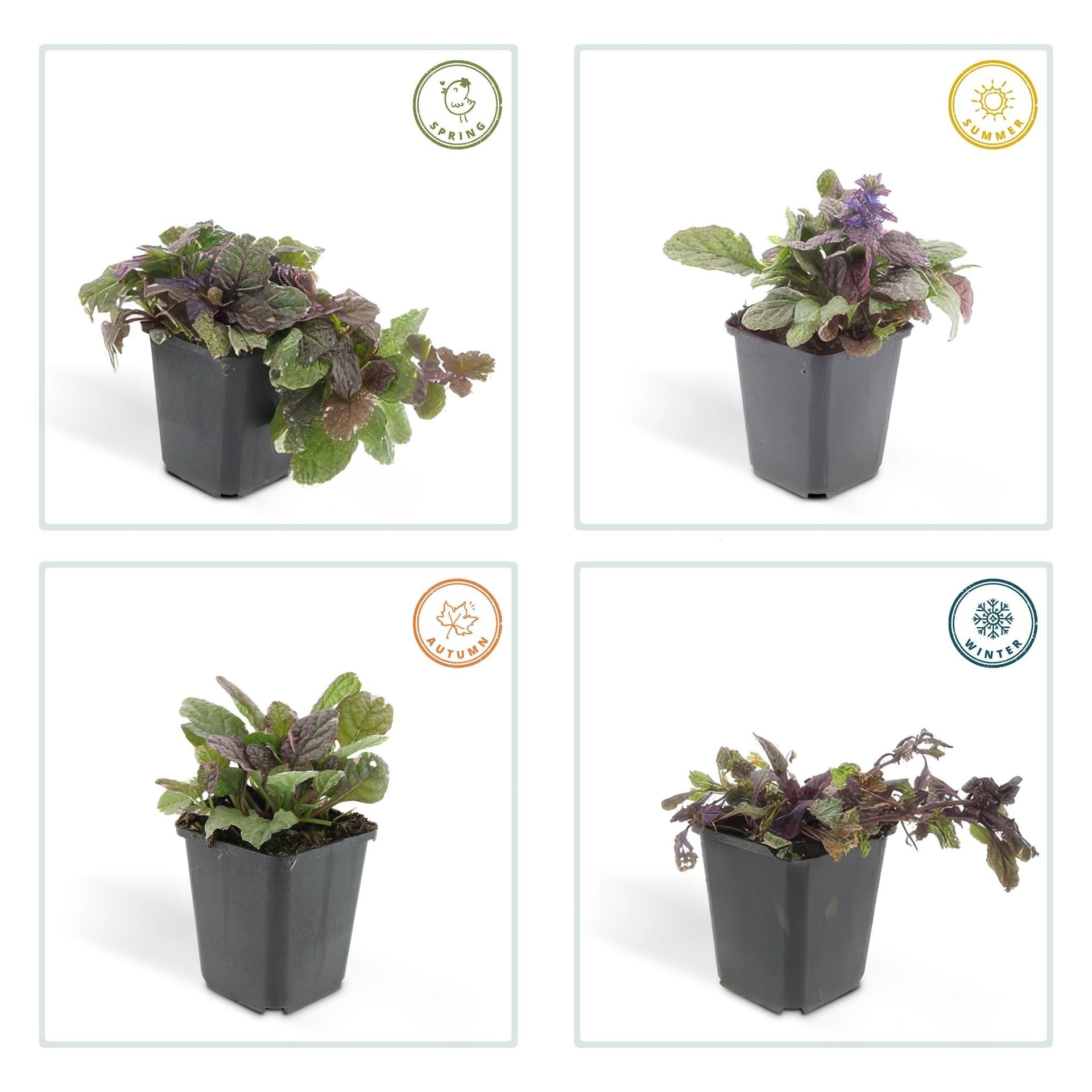 ajuga plant in pots Ajuga reptans 'Burgundy Glow' - 20cm