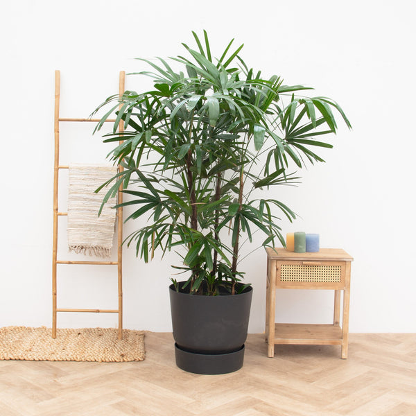 Rhapis Excelsa XXL - 200cm kopen bij Green Bubble