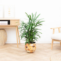 Rhapis Excelsa - 100cm