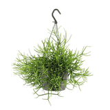 Product afbeelding 3