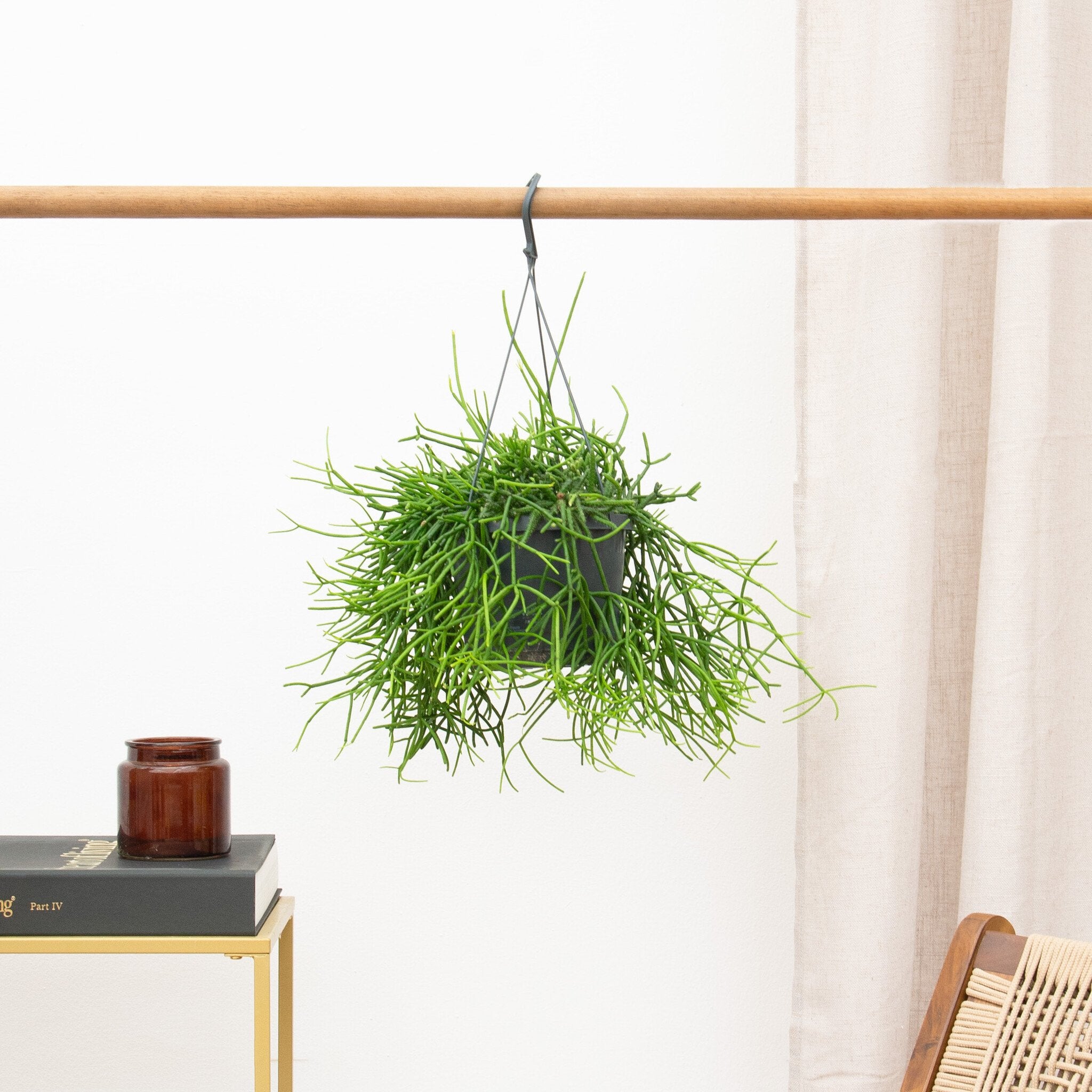 Rhipsalis in Rectangual Pot