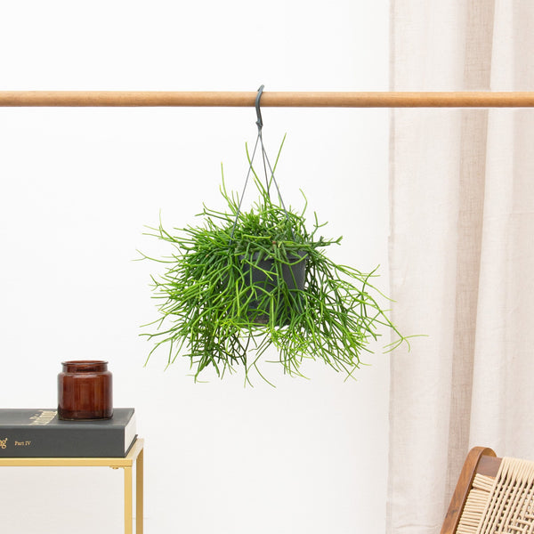 Rhipsalis Heteroclada hangplant - 25 cm