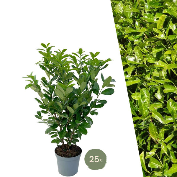 Grote Laurierkers Rotundifolia voor 10 meter strekkende haag - 130cm kopen bij Green Bubble