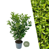 Product afbeelding 2