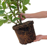 Product afbeelding 5