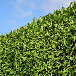 Grote Laurierkers Rotundifolia voor 10 meter strekkende haag - 130cm