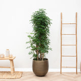 Product afbeelding 2