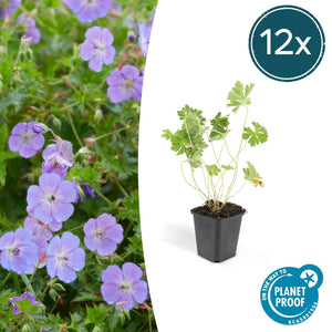 Geranium Rozanne - 20cm