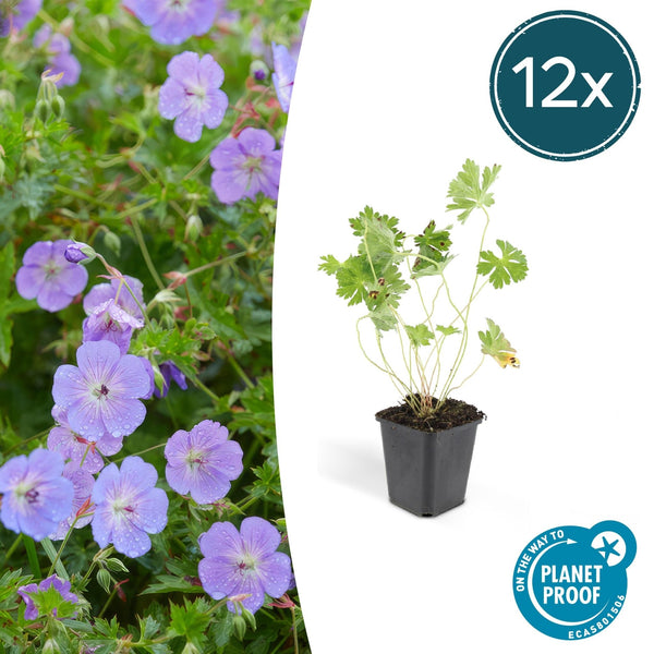 Geranium Rozanne - 20cm