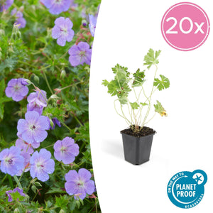 Geranium Rozanne - 20cm