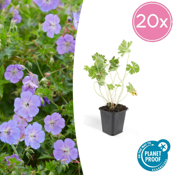 Geranium Rozanne - 20cm
