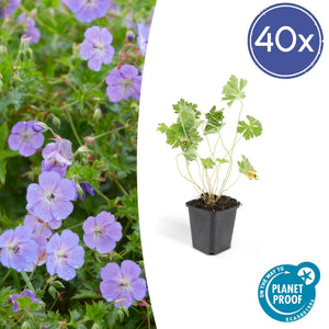 Geranium Rozanne - 20cm