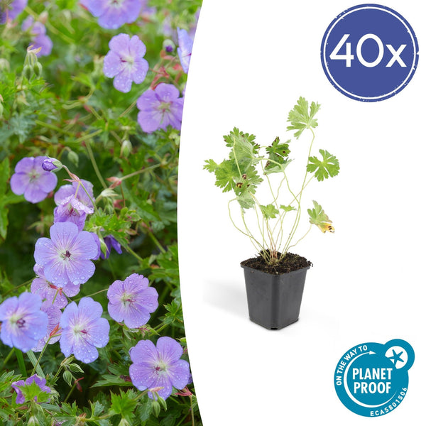 Geranium Rozanne - 20cm
