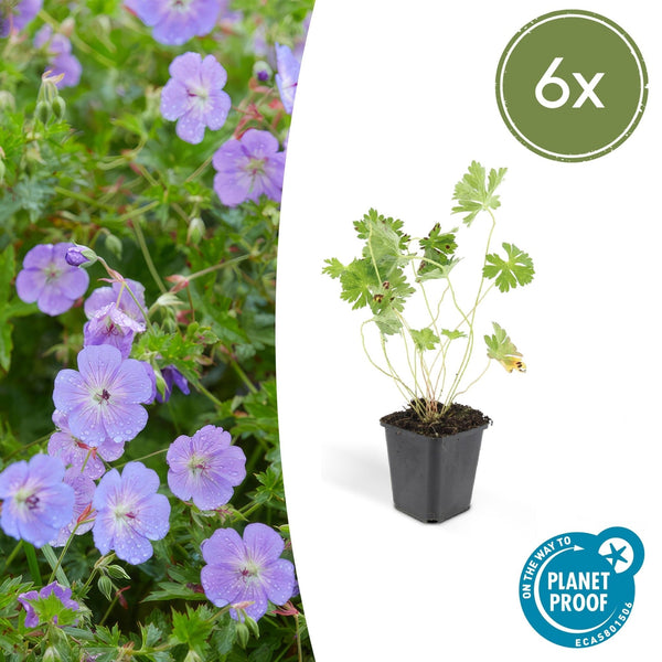 Geranium Rozanne - 20cm