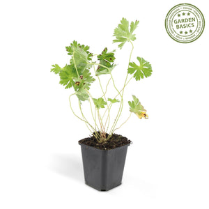 Geranium Rozanne - 20cm