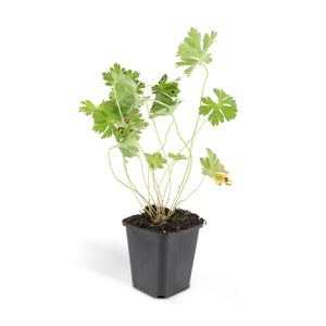 Geranium Rozanne - 20cm