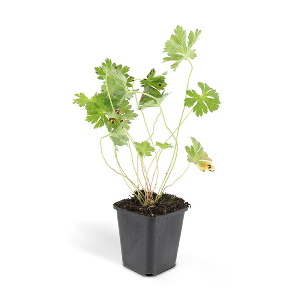 Geranium Rozanne - 20cm