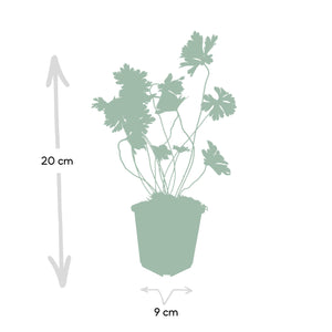 Geranium Rozanne - 20cm
