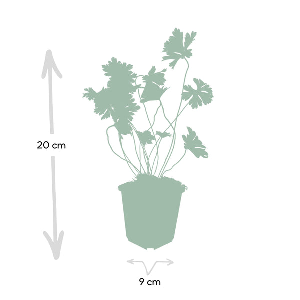 Geranium Rozanne - 20cm