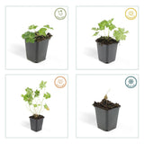 Product afbeelding 5