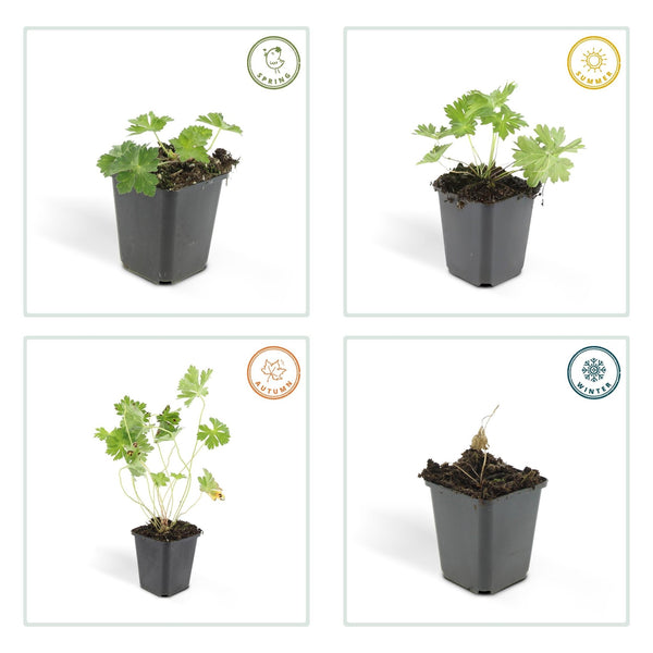 Geranium Rozanne - 20cm