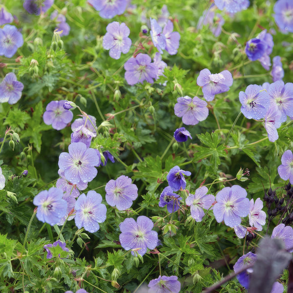 Geranium Rozanne - 20cm
