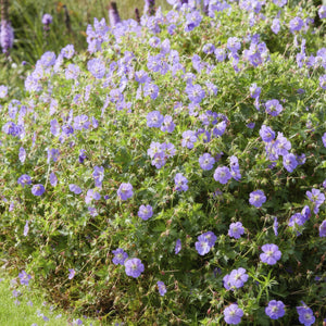 Geranium Rozanne - 20cm