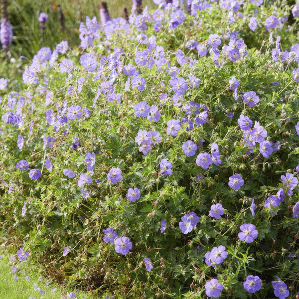 Geranium Rozanne - 20cm