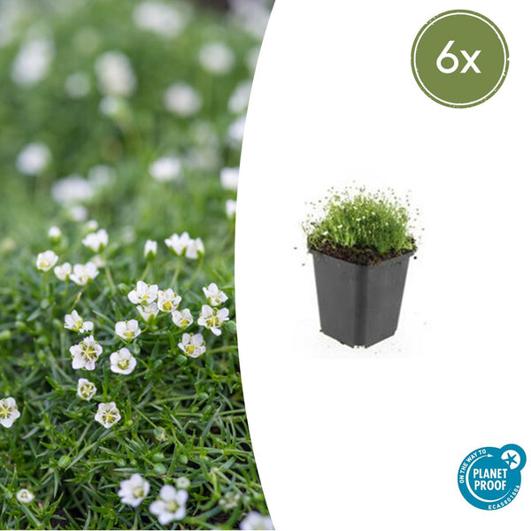 Sagina Subulata - 20cm kopen bij Green Bubble