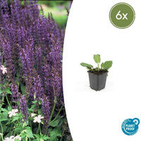 Salvia nemorosa 'Mainacht' - 20cm