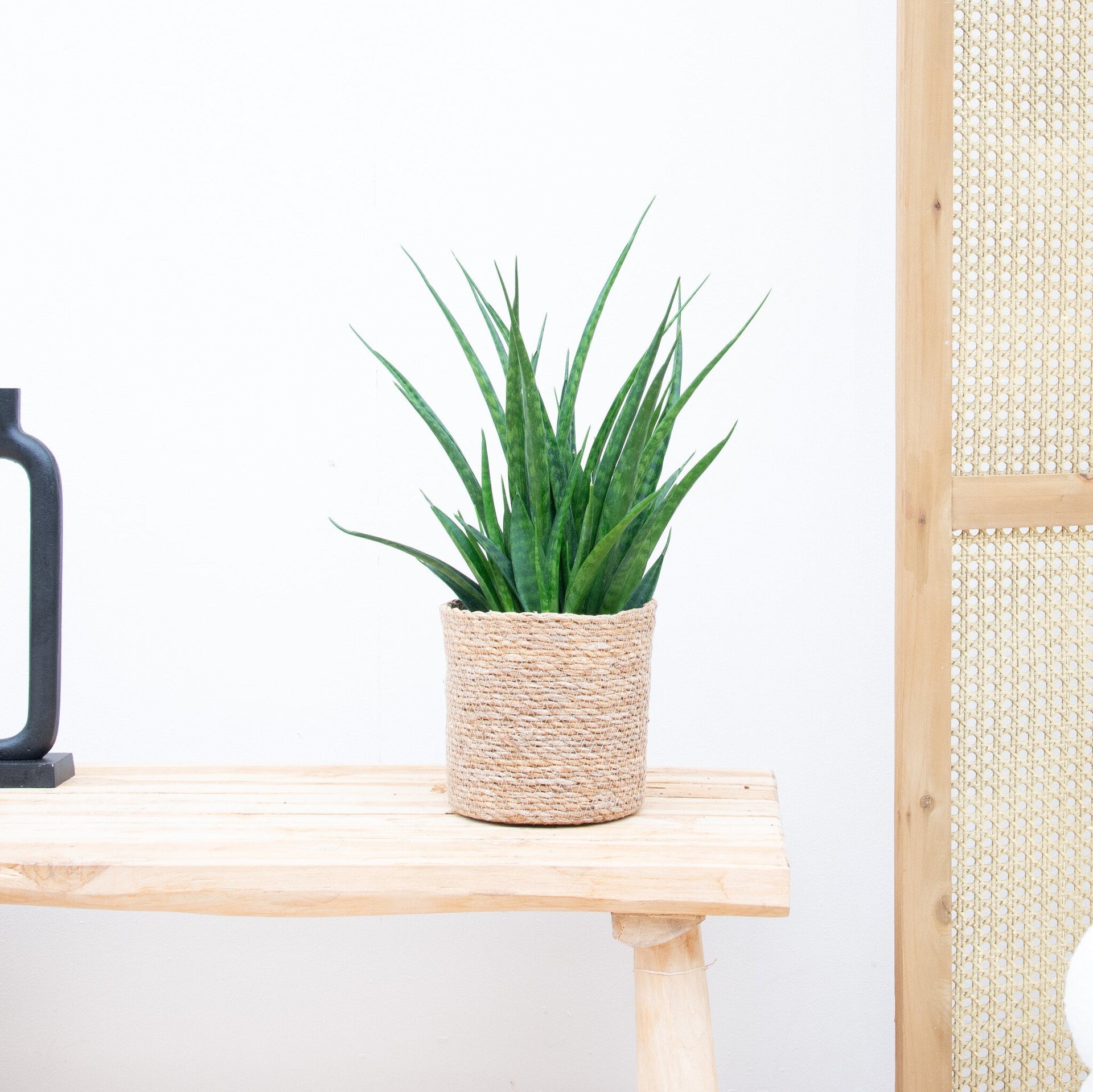 sansevieria online kaufen Sansevieria Kirkii | 35cm | Online kaufen